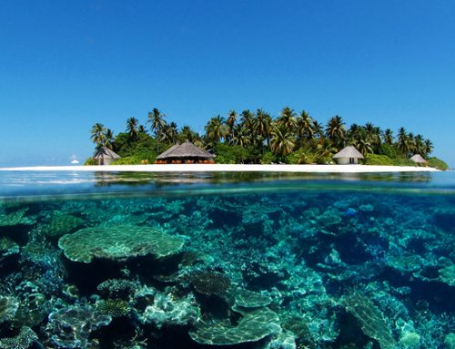 Les Maldives : destination idéale pour faire des photos sous-marines